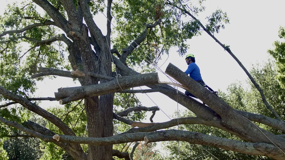 Professional Hazardous Tree Removal performed by certified arborists in Scottsville